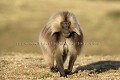 Gelada Baboon Male