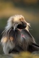 Singe Gelada male Dominant