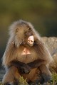 Gelada Baboon Male, Yowning.