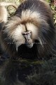 Gelada Baboon Drinking