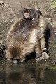 Gelada Baboons Drinking