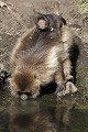 Singes Gelada en train de boire