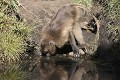 Gelada Baboon Drinking