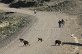 Gelada Baboons Crossing Road