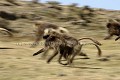 Singes Geladas en train de courrir