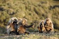 Singes Geladas en Grooming