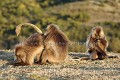 Singes Geladas en Grooming