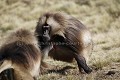Gelada Baboons Males Bachelors Ready to Fight