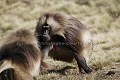 Singes Geladas Males en posture de combat