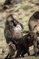 Gelada Baboons Mating