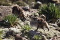 Gelada Baboons Males, racing to Fight