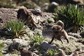 Singes Geladas mles en pleine poursuite