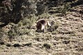 Gelada Baboon Threat Display, Falling from a tree ! Series : 2 of 3 pics.