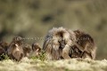 Singes Geladas en Grooming