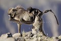 Gelada Baboon : Mother carrying her Infant