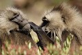 Gelada Baboons Males Bachelors in Grooming