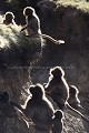 Singes Geladas, jeunes en train de jouer le soir.