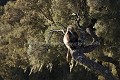 Gelada Baboon, Dominant Male in tree.