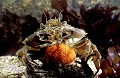 Common Shore Crab