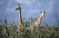 White Niger's Giraffes in a plantation of millet.