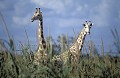 Girafes blanches du Niger dans une plantation de Mil.