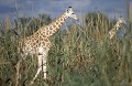 Girafes blanches du Niger dans une plantation de Mil