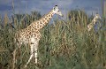 White Niger's Giraffes in a plantation of millet.