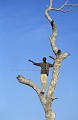 Bashir, guide au Niger, spcialiste des Girafes blanches