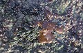 Oil Spill On rocks, Brittany, FRance