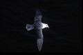 Fulmar glacial en Vol