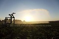 Automatic Watering for Vegetables (Green Beans) in Field during summer time in France