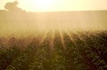 Automatic Watering in Vegetables Field