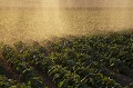 Automatic Watering for Vegetables (Green Beans) in Field during summer time in France