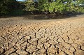 Terre craquele et dsseche l't sous le soleil lors de la canicule 2006.