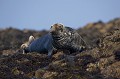 Grey Seal at rest, Low Tide.