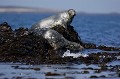 Grey Seals