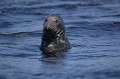 Grey Seal, inquisitive in open water