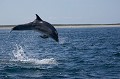 Bottlenose Dolphin Jumping. Series 2 of 3