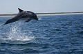 Grand Dauphin en Mer d'Iroise - Squence saut 1/3