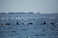 Group of Bottlenose Dolphins in Iroise Sea. France