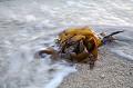 Seaweeds Washed out on beach