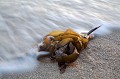 Algues Laminaires échouées sur une plage de Bretagne