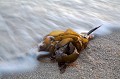 Seaweeds washed out on beach in Brittany, France.