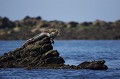 Grey Seal , Brittany.