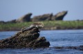 Grey Seal at Rest