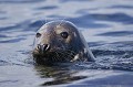 Grey Seal Portrait