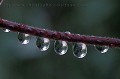 Drops of rain