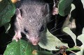 Edible dormouse in a tree