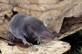 Common shrew