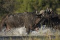 Troupeau de buffles traversant un marais